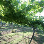 Pergola trained Alborino vines; photo courtesy of Pazo Señorans winery.