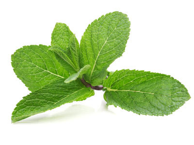 ﻿Benefits of Peppermint Peppermint can be used as an herbal remedy to relieve gas and nausea due to indigestion. I like it in my Vodka too!