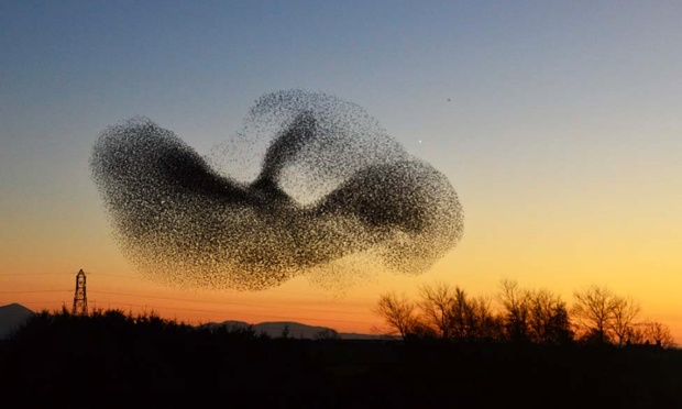 WOW this is amazing…some may say it’s for the birds!